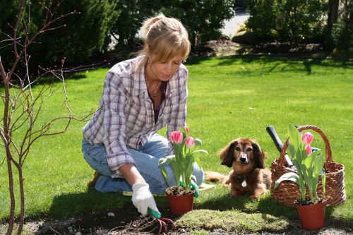 Lawn mowing and tidy borders in a Queens Park courtyard