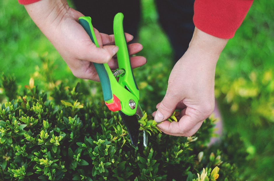Close-up image of a gardener's hands trimming a dense, green hedge with sharp, pointed leaves using specialized garden pruning shears featuring bright green handles and a red locking mechanism. The ga